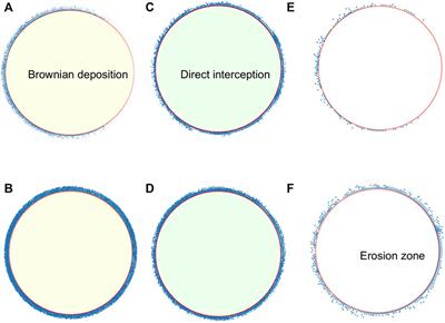 Microbial Adhesion on Circular Obstacles: An Optimization Study